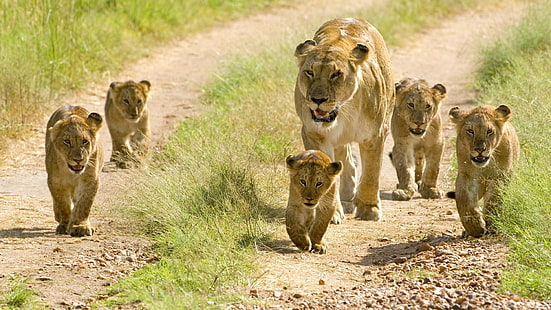 cachorros, cachorros de león, león, leones, camino de tierra, familia de leones, familia, vida silvestre, animales salvajes, lindo, Fondo de pantalla HD HD wallpaper