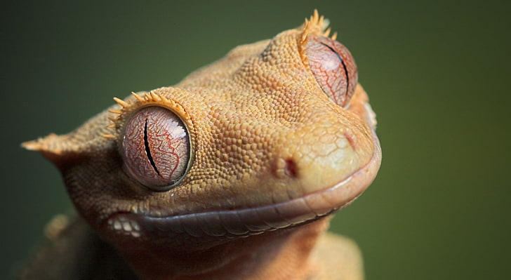 Niedlicher Gecko mit Haube, brauner Gecco, Tiere, Reptilien und Frösche, Gecko, niedlich, mit Haube, HD-Hintergrundbild