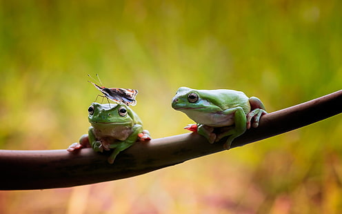 two green frogs, animals, nature, wildlife, frog, insect, amphibian, HD wallpaper HD wallpaper