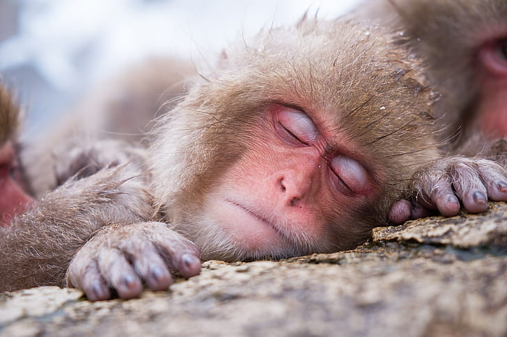 macaque japonais, Fond d'écran HD
