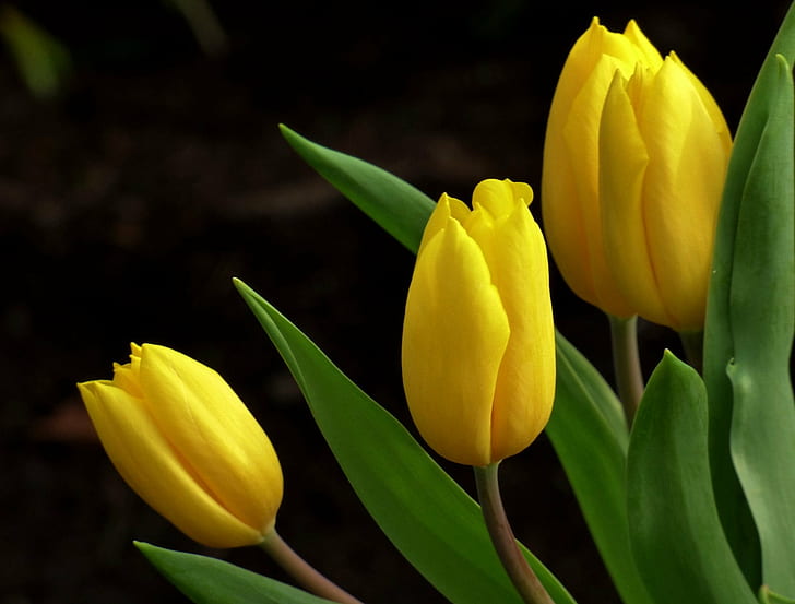 tre tulipani gialli, tulipani, fiore, Gelb, giallo primavera, Frühling, Blume, tulipano, natura, pianta, primavera, giallo, petalo, testa di fiore, primo piano, bellezza in natura, Sfondo HD