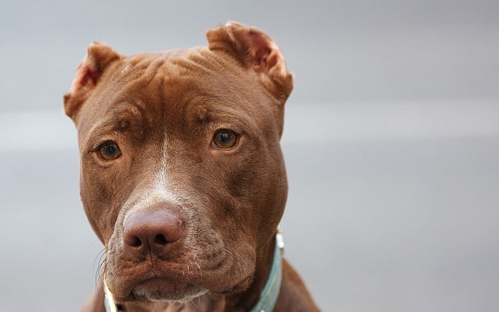 anjing coklat, pitbull amerika, wajah, mata, anjing trah, Wallpaper HD