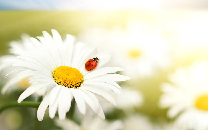 white daisy flower and ladybug, ladybug, daisy, flower, bright, crawling, insect, HD wallpaper