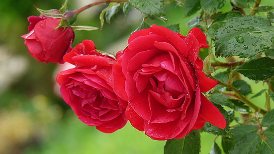 Czerwone róże kwiaty Krople rosy Kwitnące tapety 4K Ultra HD 3840 × 2160, Tapety HD HD wallpaper