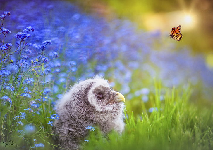 Birds, Owl, Baby Animal, Bird, Butterfly, Flower, Owlet, HD wallpaper