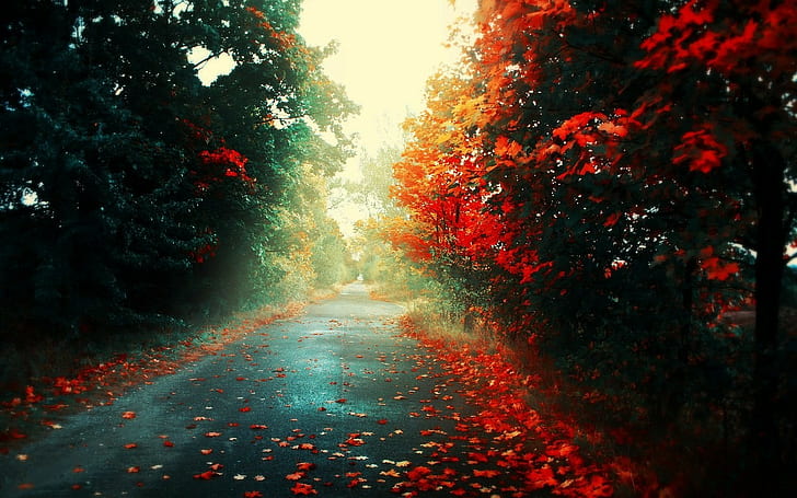 път, есен, червени листа, HD тапет