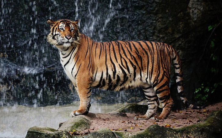 tigre, nature, gros chats, animaux, Fond d'écran HD