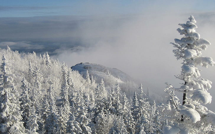素晴らしい冬の森、雪、山、森、冬、雲、自然、風景、 HDデスクトップの壁紙