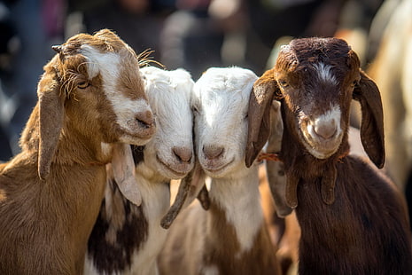 baby, Four, goats, HD wallpaper HD wallpaper