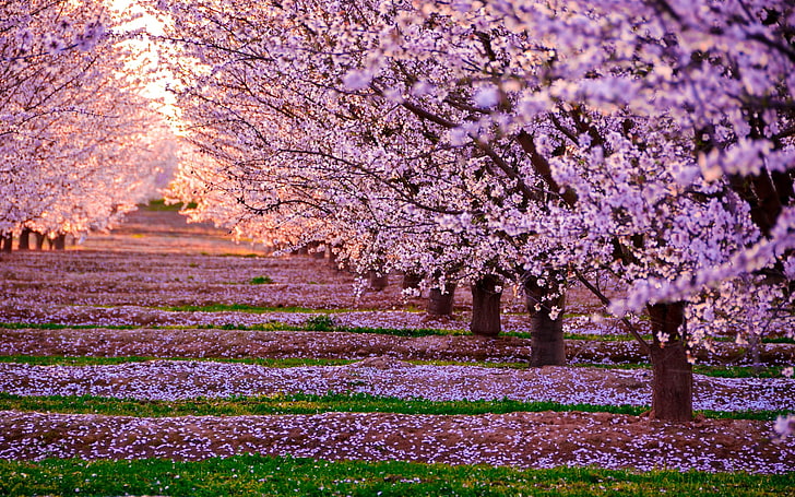 pink Cherry blossoms flowers, nature, landscape, pink flowers, trees, fall, leaves, California, HD wallpaper