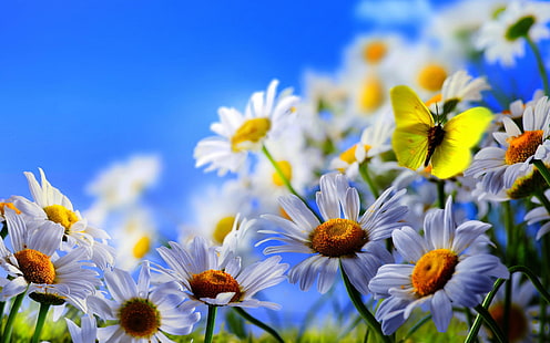 Бели цветя на маргаритки, жълта пеперуда, синьо небе, бяло, маргаритка, цветя, жълто, пеперуда, синьо, небе, HD тапет HD wallpaper