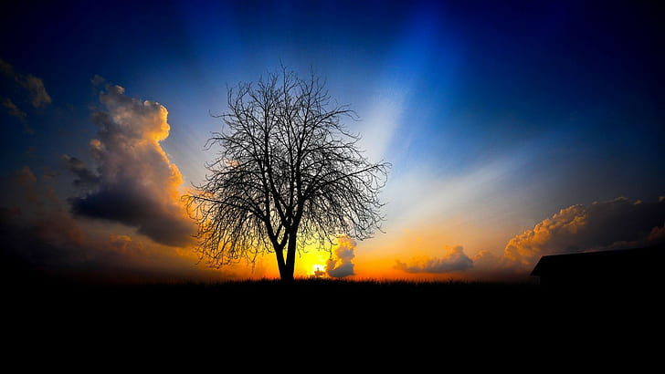 matahari terbenam, alam, pohon, cabang, awan, langit, hitam, biru, emas, matahari, bayangan, Wallpaper HD