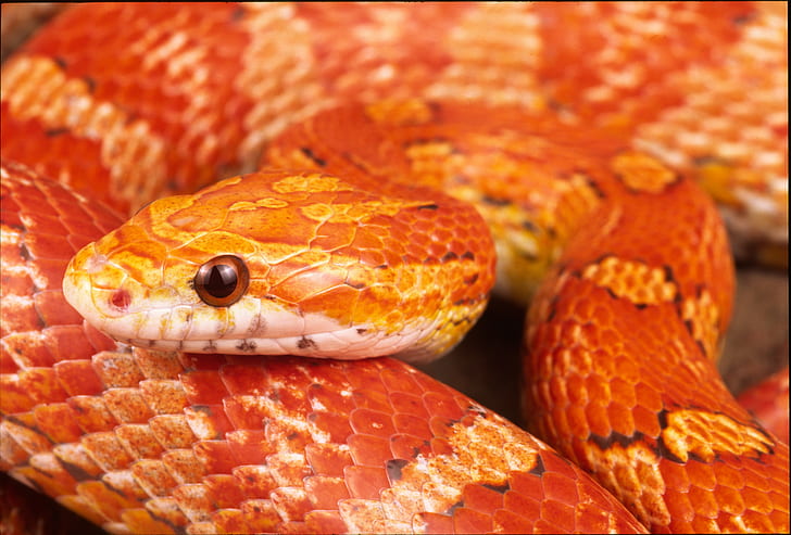 wąż zbożowy, Tapety HD