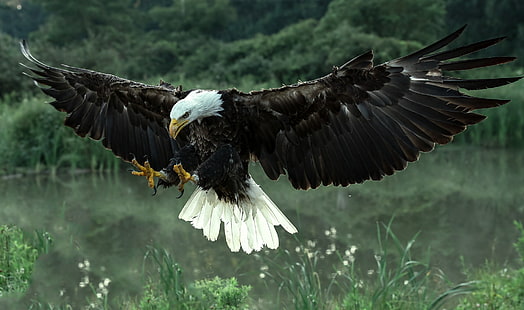 djur, Bald Eagle, HD tapet HD wallpaper