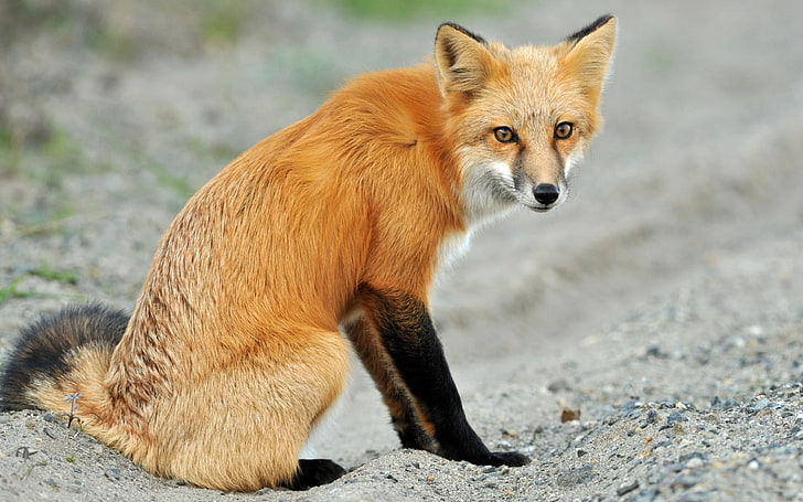 Vulpes washington red fox-Wild Animal HD Wallpaper, HD wallpaper