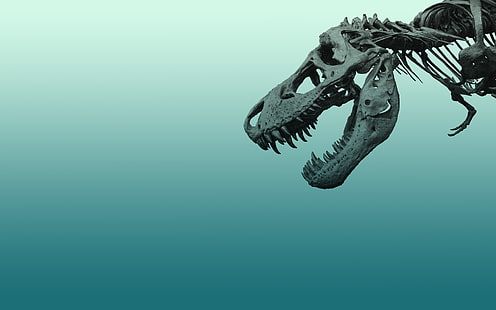 الديناصورات ، الديناصور ريكس ، العظام ، بساطتها ، الحيوانات ، الخلفية الزرقاء ، الهيكل العظمي، خلفية HD HD wallpaper