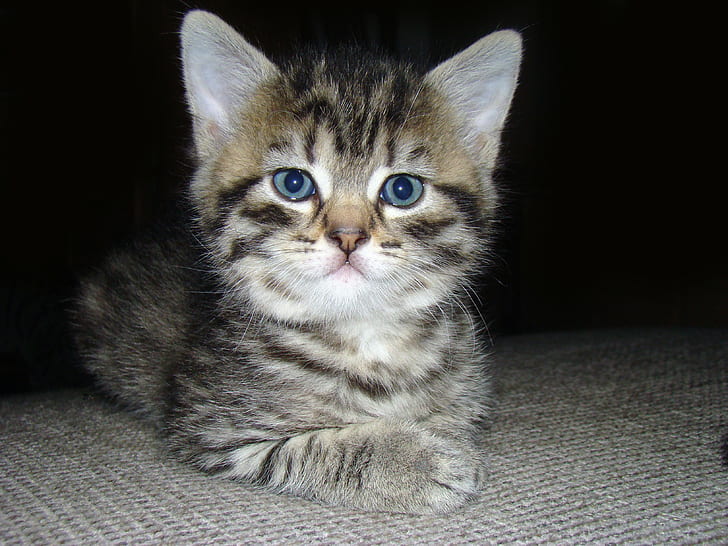 kitten, cat, small, black and white tabby kitten, eyes, ears, small, fluffy, kitten, snout, whiskers, cat, serious, soft, HD wallpaper