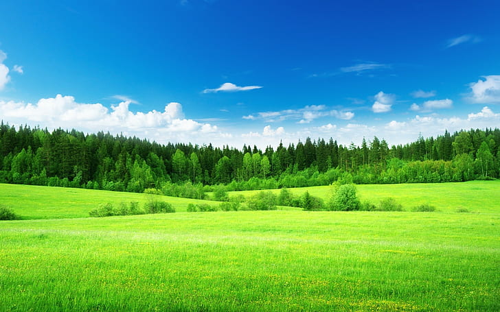 Natureza, paisagem, árvores, grama, verde, nuvens, céu azul, natureza, paisagem, árvores, grama, verde, nuvens, céu azul, 1920x1200, HD papel de parede