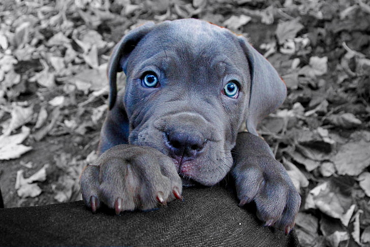 gray American pit bull terrier puppy, look, face, dog, paws, puppy, blue eyes, Cane Corso, HD wallpaper