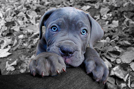 رمادية حفرة الثور الأمريكية جرو ، نظرة ، وجه ، كلب ، الكفوف ، جرو ، عيون زرقاء ، قصب كورسو، خلفية HD HD wallpaper