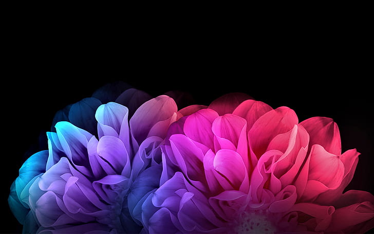 flowers, rendering, petals, black background, picture, dahlias, floral fantasy, the rainbow flares, HD wallpaper