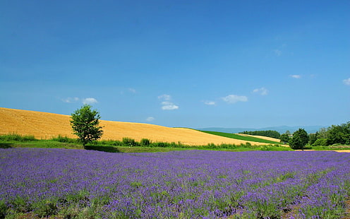 Lavendel fält, lavendel fält, natur, 1920x1200, fält, lavendel, HD tapet HD wallpaper