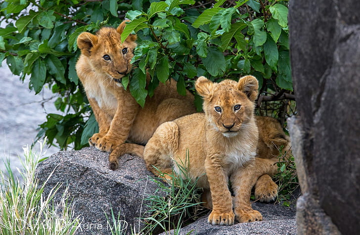 Lions, Young, Couple, Grass, Stones, HD wallpaper