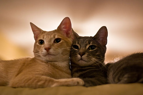 dua kucing kucing oranye dan coklat, Poof, Fluffy, oranye, kucing kucing, kucing kucing, anak kucing, Kucing domestik, hewan, hewan peliharaan, lucu, anak kucing, mamalia, kucing, Hewan domestik, mencari, Binatang muda, Wallpaper HD HD wallpaper