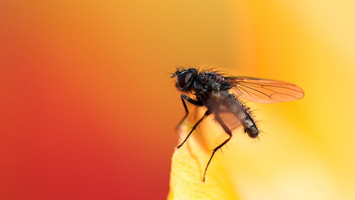 black housefly, fly, surface, blurring, insect, HD wallpaper