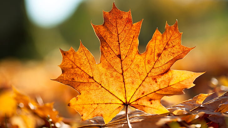 Autumn maple leaf close-up, Autumn, Maple, Leaf, HD wallpaper