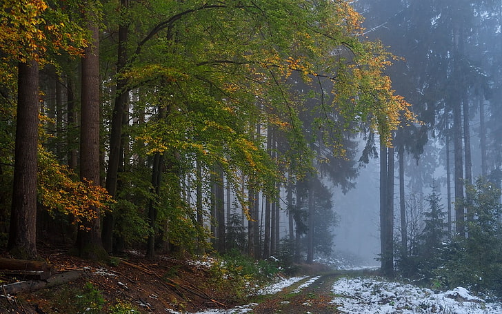 nature, landscape, forest, fall, mist, snow, path, dirt road, morning, trees, HD wallpaper
