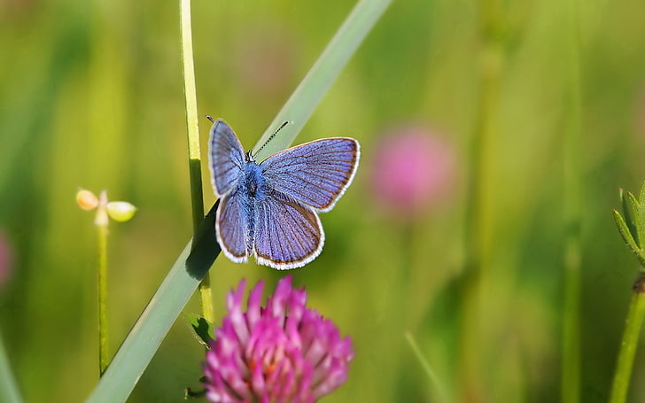 borboleta azul comum empoleirada na planta folheada verde, borboleta, trevo, grama, verão, HD papel de parede