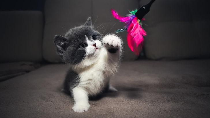 white and black kitten, cat, feathers, kittens, animals, HD wallpaper