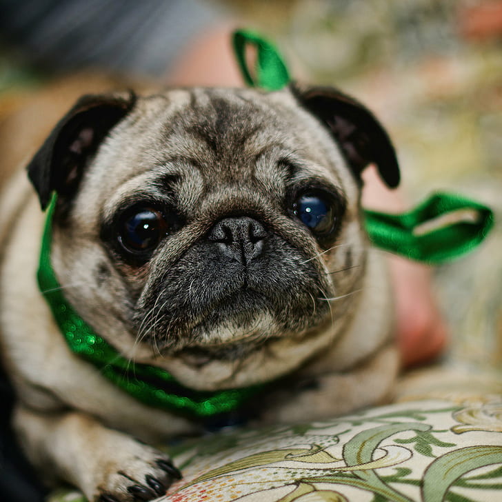 shallow focus photography of fawn pug, Xmas, Pug, shallow focus, photography, fawn, christmas, dog, ribbon, Piglet, pet, pets, animal, purebred Dog, cute, canine, puppy, small, domestic Animals, HD wallpaper