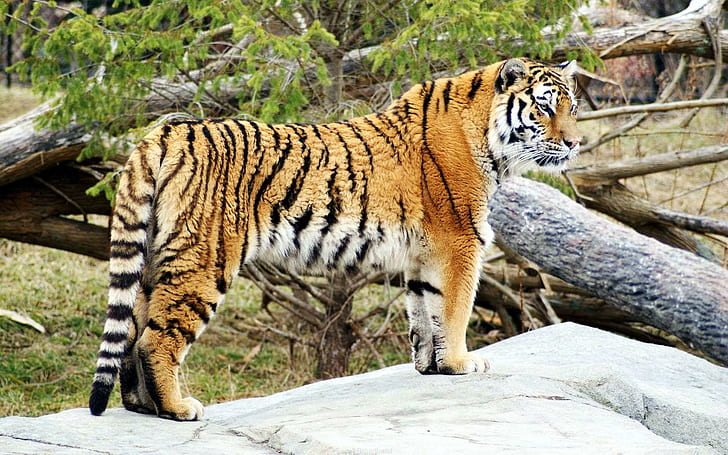 Layar Lebar Tiger HD, layar lebar, harimau, harimau, Wallpaper HD
