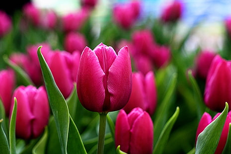 фотография крупным планом красного цветка в дневное время, тюльпаны, тюльпаны, тюльпаны, фотография крупным планом, цветок, дневное время, боке, довольно, весна, тюльпан, природа, растение, весна, розовый цвет, многоцветный, красный, цветок голова, красота вПрирода, свежесть, HD обои HD wallpaper