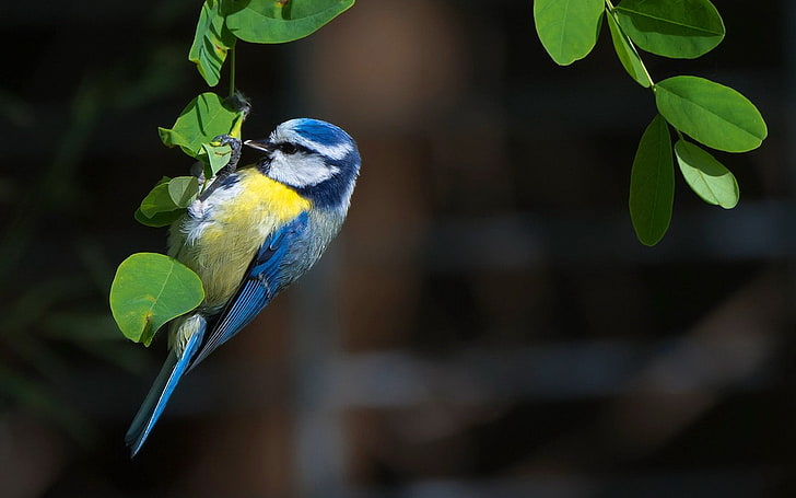 pájaro azul y verde en jaula, animales, pájaros, paro, hojas, Fondo de pantalla HD