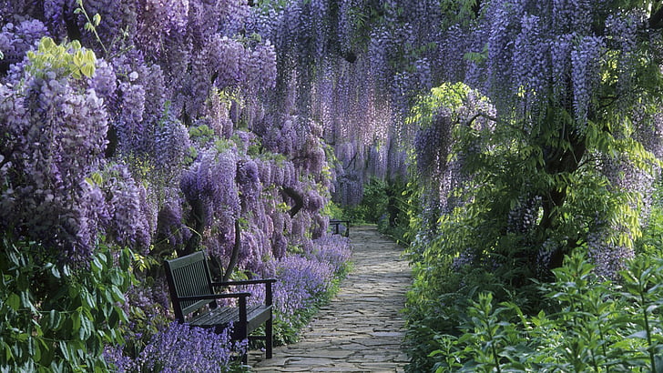 Photography, Park, Bench, Earth, Flower, Path, Purple Flower, Spring, Wisteria, HD wallpaper