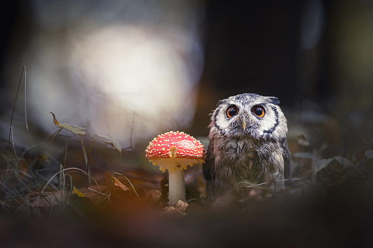 gray and black owl, forest, animals, nature, the dark background, background, owl, bird, mushroom, HD wallpaper