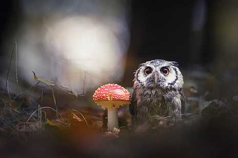 gray and black owl, forest, animals, nature, the dark background, background, owl, bird, mushroom, HD wallpaper HD wallpaper