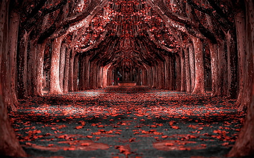 papel tapiz digital de árboles de hojas rojas, fotografía de árboles de hojas rojas, naturaleza, paisaje, rojo, bosque, hojas, árboles, camino, manipulación de fotos, Fondo de pantalla HD HD wallpaper