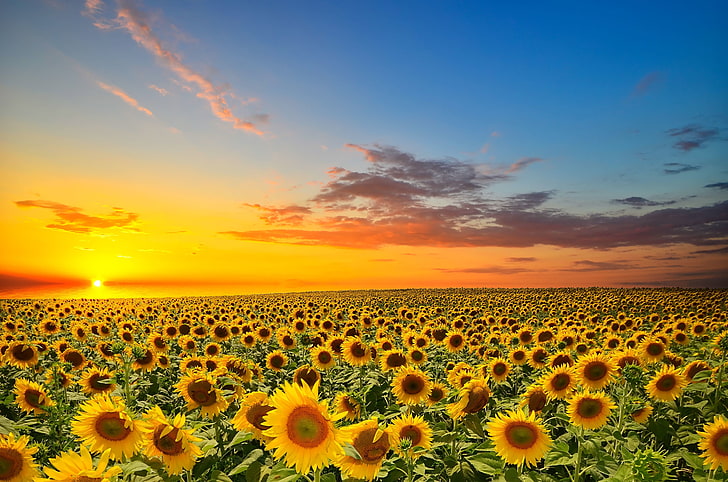 yellow sunflower field, field, the sun, sunflowers, sunset, orange, yellow, cloud, HD wallpaper