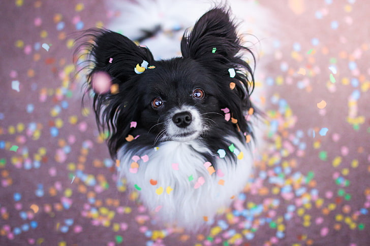 black and white papillon dog, look, dog, muzzle, Chihuahua, doggie, HD wallpaper