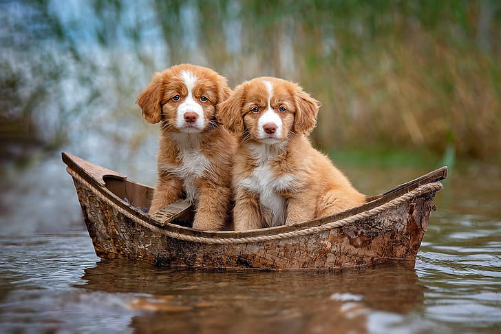 dogs, look, water, nature, background, boat, puppies, red, a couple, journey, two, cuties, pond, swimming, bokeh, faces, two puppies, two in a boat, HD wallpaper