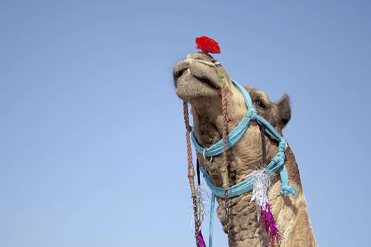 accesorios, animal, camello árabe, cielo azul, camello, cielo despejado, lindo, luz del día, decoración, desierto, doméstico, animal doméstico, fauna, festival, divertido, cabeza, husky, india, mamífero, al aire libre, retrato, cuerdatra, Fondo de pantalla HD