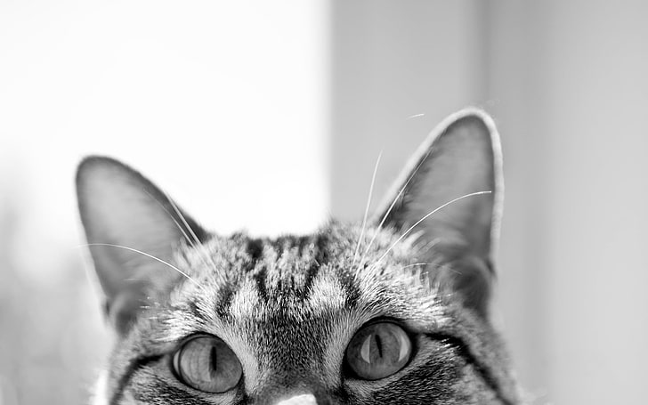 foto in scala di grigi di gatto, gatto, museruola, ore, occhi, cuoio, Sfondo HD