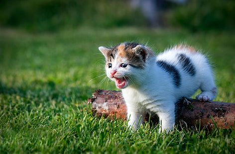 kittens, grass, outdoors, cat, animals, HD wallpaper HD wallpaper