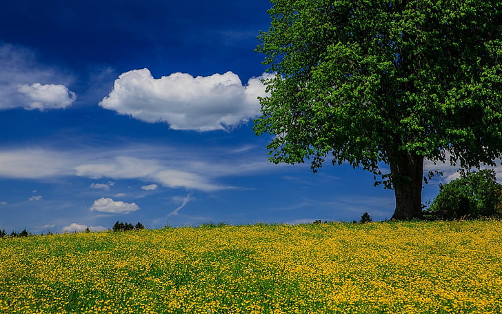 Tree, meadow, summer, blue sky, clouds, Tree, Meadow, Summer, Blue, Sky, Clouds, HD wallpaper