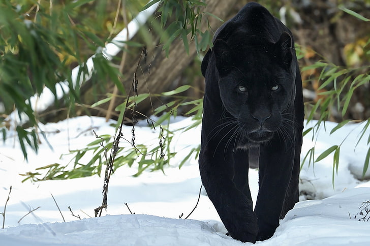 черная пантера, пантера, прогулка, снег, зима, хищник, большая кошка, HD обои