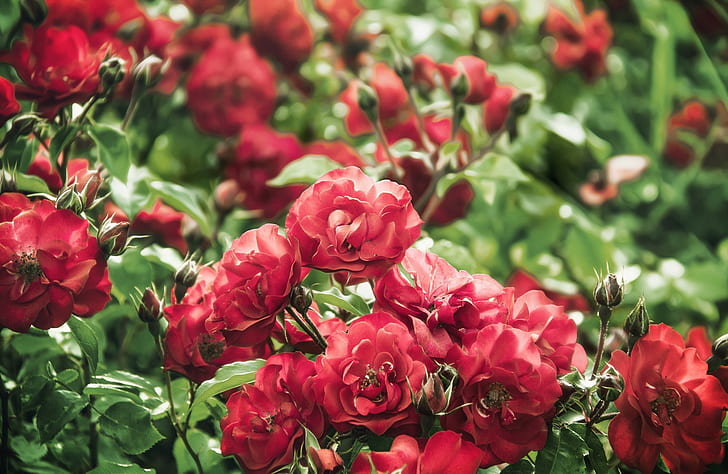 Mawar bunga, bunga multi-petaled merah, mawar, bunga, semak, s, terbaik, hd, Wallpaper HD